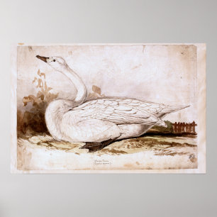 Poster Cisne inteiro (cygnus cygnus) 1835, Lear, Edward