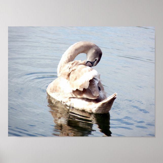 Poster Cisne Jovem Arrumando-se (Frente)