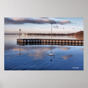 Póster Cisne Madison Wisconsin