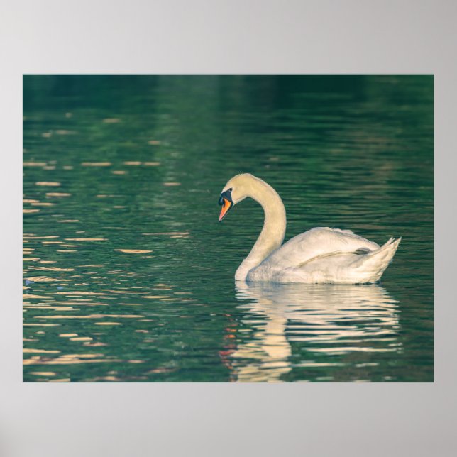 Poster Cisne-mudo (Frente)