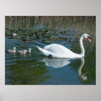 Poster Cisne mudo branco com cisnes filhotes no lago