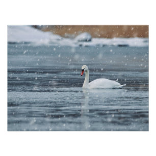 Póster Cisne nas condições de inverno da nevada