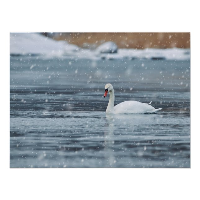 Póster Cisne nas condições de inverno da nevada (Frente)