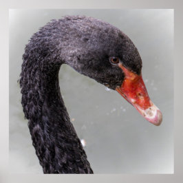 Poster Cisne Negro