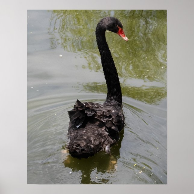 Poster Cisne Negro em Lagoa Tranquila (Frente)