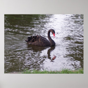 Póster Cisne preta