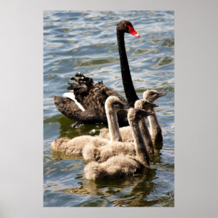Póster Cisne preta e Cygnets