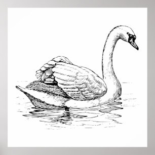 Póster Cisne preto e branco