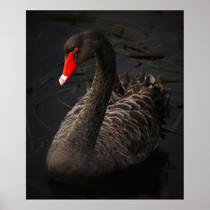 Poster Cisne preto impressionante