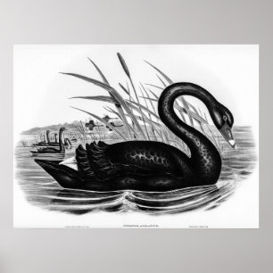 Poster Cisne Preto Vintage por Elizabeth Gould