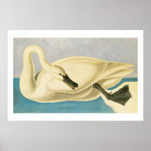 Cisne Trombeteiro por John James Audubon, Ave Vint