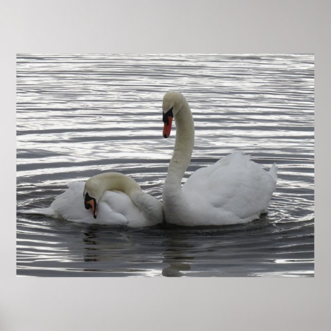 Poster Cisnes (Frente)