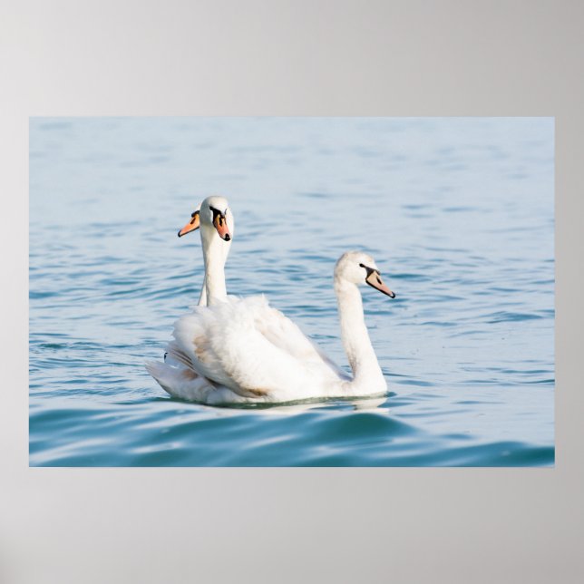 Poster Cisnes (Frente)