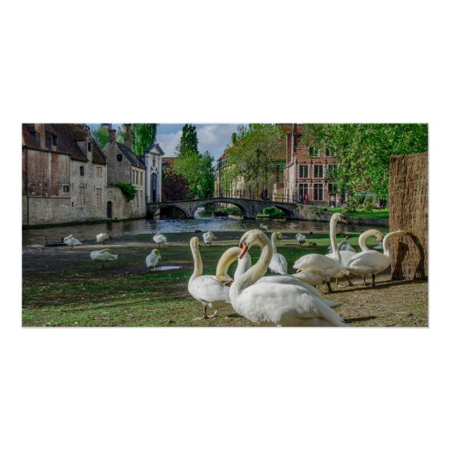 Póster Cisnes brancas de Bruges (Frente)
