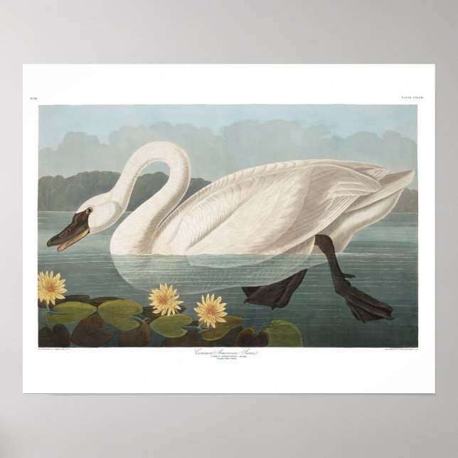 Póster cisnes brancas de pássaro de audubon do cisne (Frente)