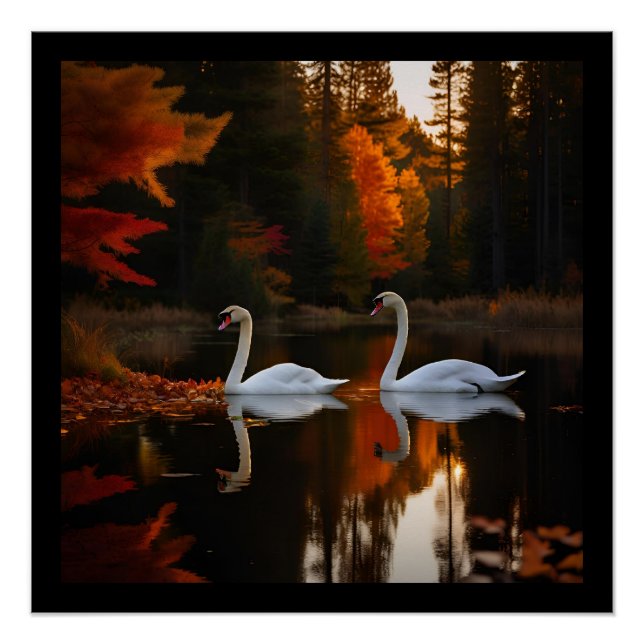 Póster Cisnes Brancas Graciosas Vidrindo Através Do Outon (Frente)