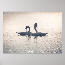 Poster Cisnes de corte