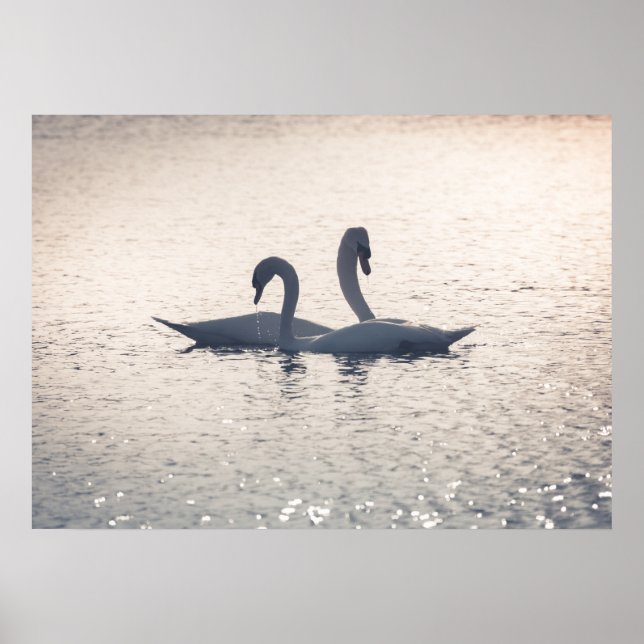 Poster Cisnes de corte (Frente)