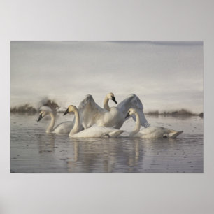 Poster Cisnes de trompetista no rio de Madison no inverno