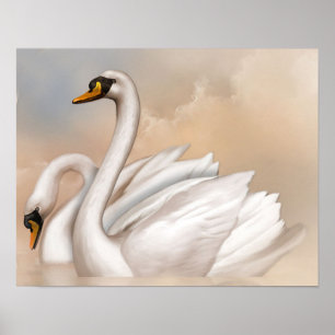 Poster Cisnes dentro em um lago