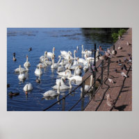 Cisnes e outras aves no lago de Cardiff, Parque de