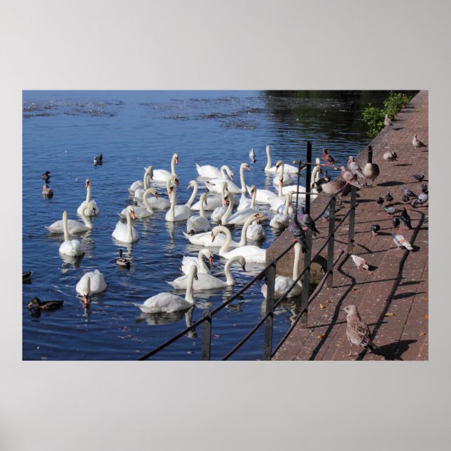 Póster Cisnes e outras aves no lago de Cardiff, Parque de (Frente)