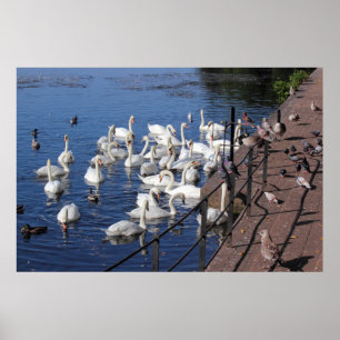 Póster Cisnes e outros pássaros no lago Cardiff park de