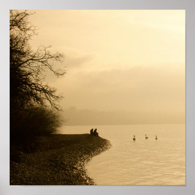 Póster Cisnes em um lago (Frente)