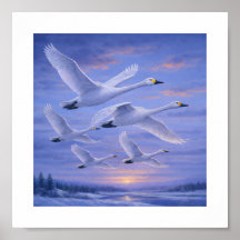 Cisnes Gritones no Céu de Inverno – Aves Selvagens