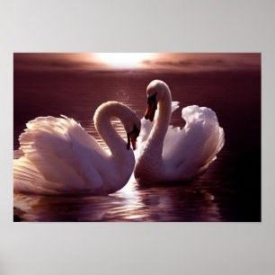 Póster Cisnes Loving que formam um coração