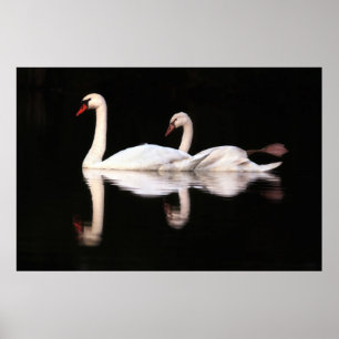 Póster Cisnes mudas