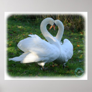 Póster Cisnes mudas 9Y098D-012
