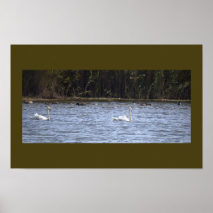 Poster Cisnes no Cartaz da Lagoa