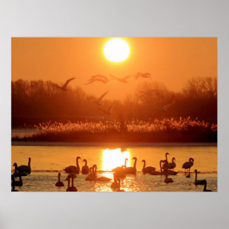 Poster Cisnes no lago de Sunset