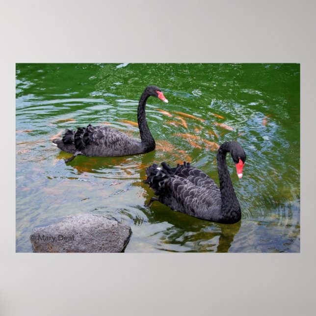 Poster Cisnes Pretas (Frente)