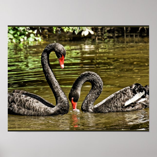 Poster Cisnes Pretas (Frente)