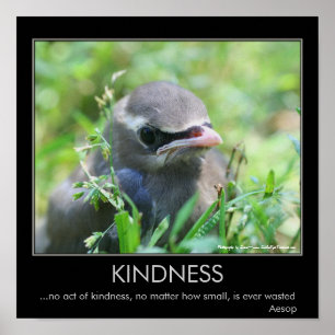 Poster Citação Inspiradora Kindness Baby Bird