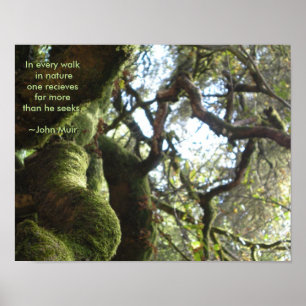 Poster Citações de Muir dos carvalhos verdes americanos