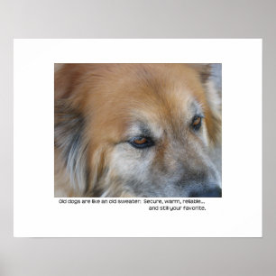 Póster Citações velhas do cão