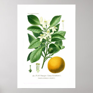 Poster Citrus aurantium (laranja de Sevilha)