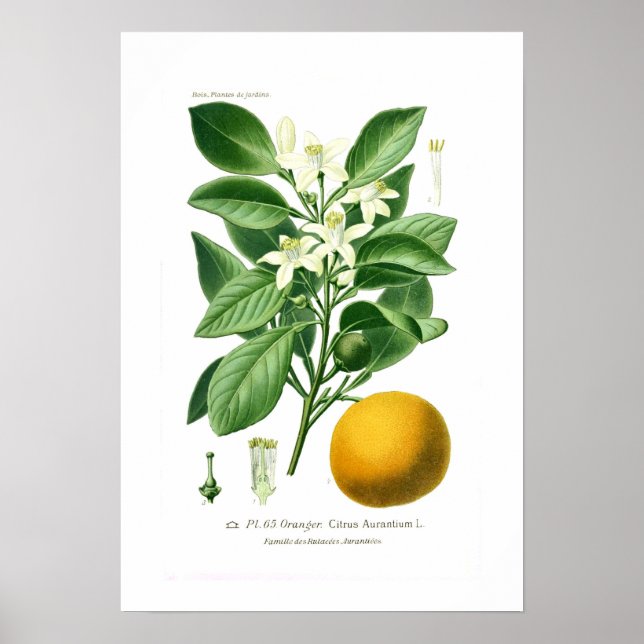 Poster Citrus aurantium (laranja de Sevilha) (Frente)