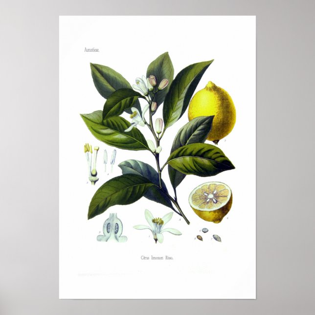 Póster Citrus limonum (Lemon) (Frente)