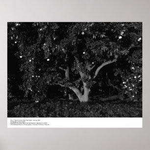 Póster Citrus Trees at Sunrise, Janeiro de 1966, Ansel Ad