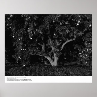 Póster Citrus Trees at Sunrise, Janeiro de 1966, Ansel Ad