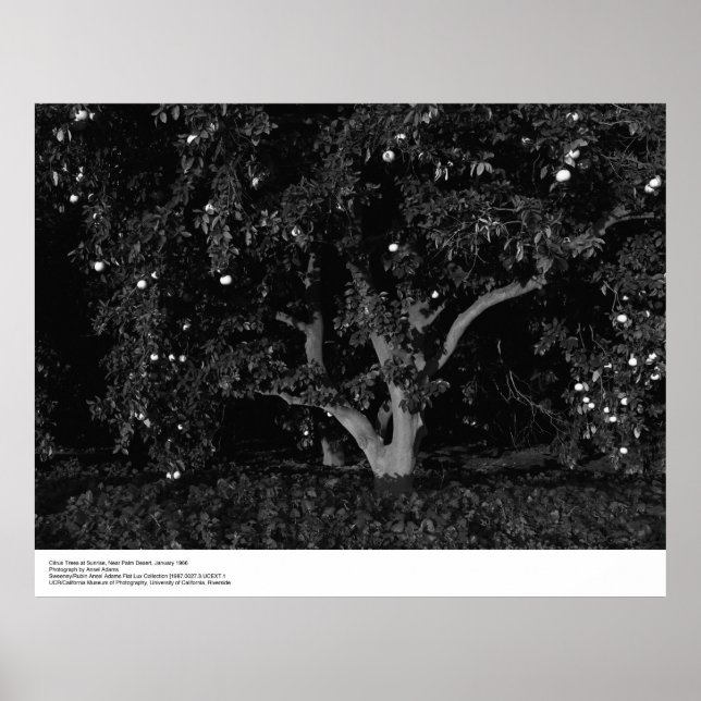 Póster Citrus Trees at Sunrise, Janeiro de 1966, Ansel Ad (Frente)