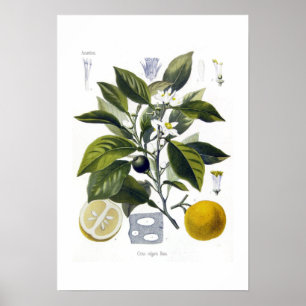 Póster Citrus vulgaris (laranja)