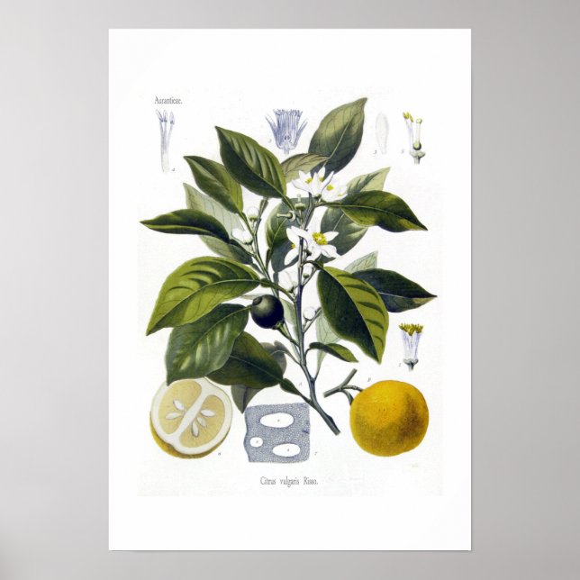 Póster Citrus vulgaris (laranja) (Frente)