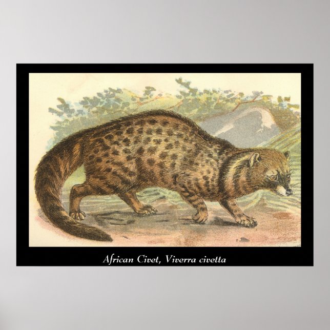Póster Civet Africano (Frente)