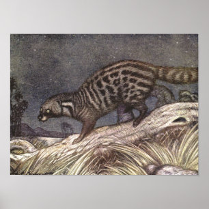 Poster Civet americano por Louis Sargent, Animais Vintage