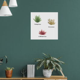 Poster Cladophora Desenhada À Mão, Ectocarpus Seaweed